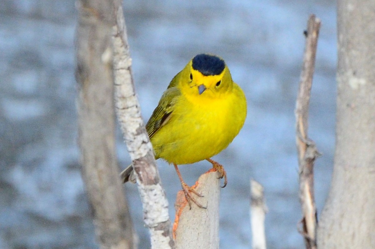 Wilson's Warbler - Alex Oberg