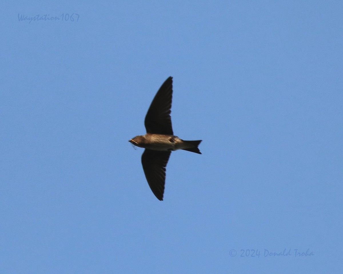 Purple Martin - Donald Troha