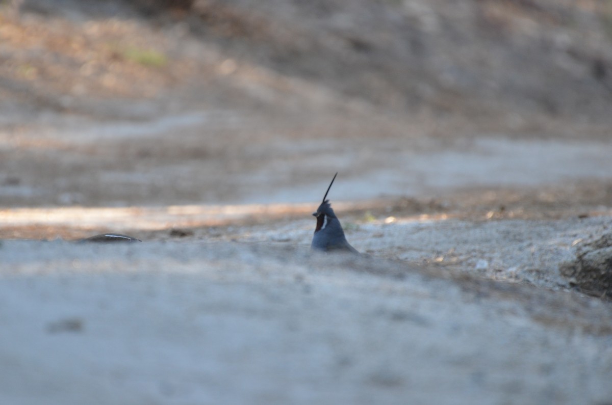 Mountain Quail - Andy Salinas