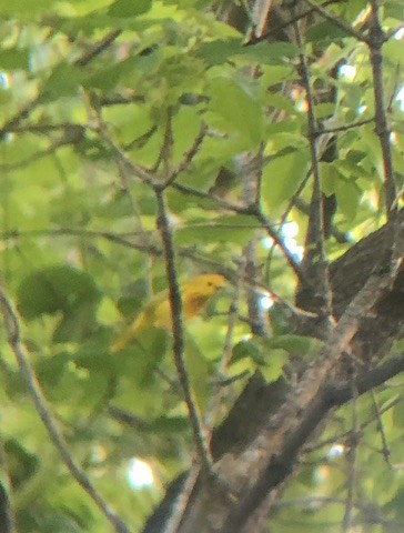 Yellow Warbler - Anonymous