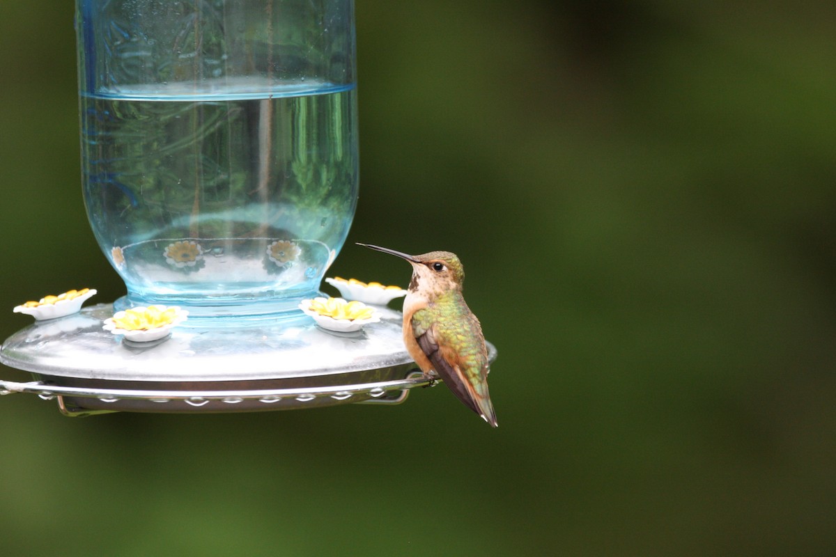 Rufous Hummingbird - Camden Bruner