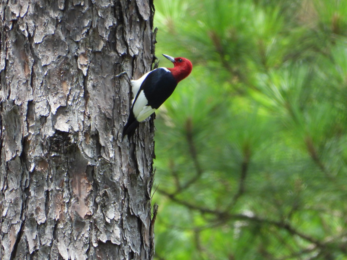 Red-headed Woodpecker - ML619656900