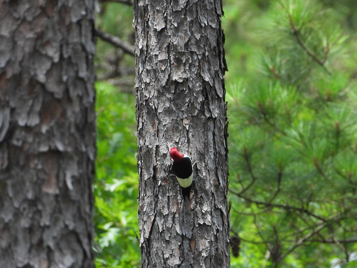Red-headed Woodpecker - ML619656901