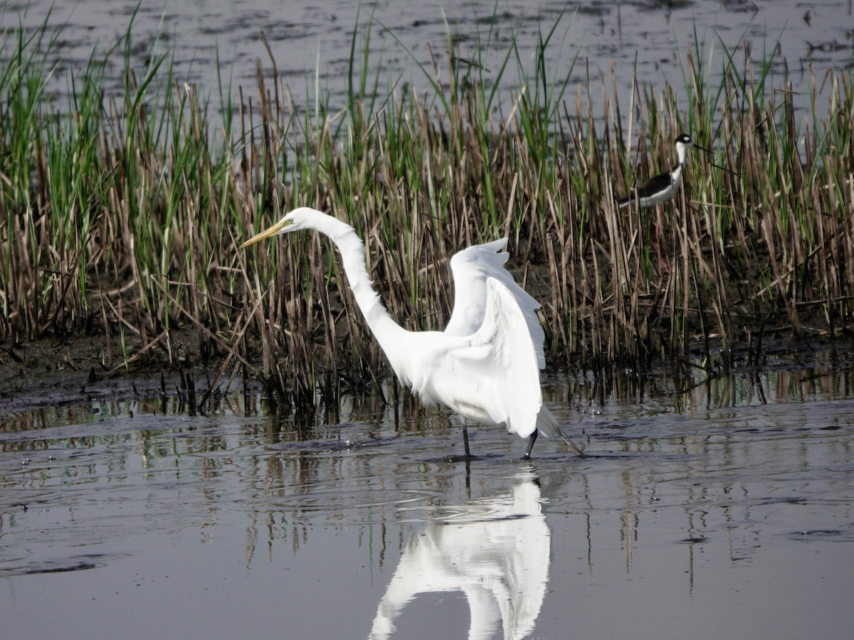 Great Egret - Yi-Ying Lee