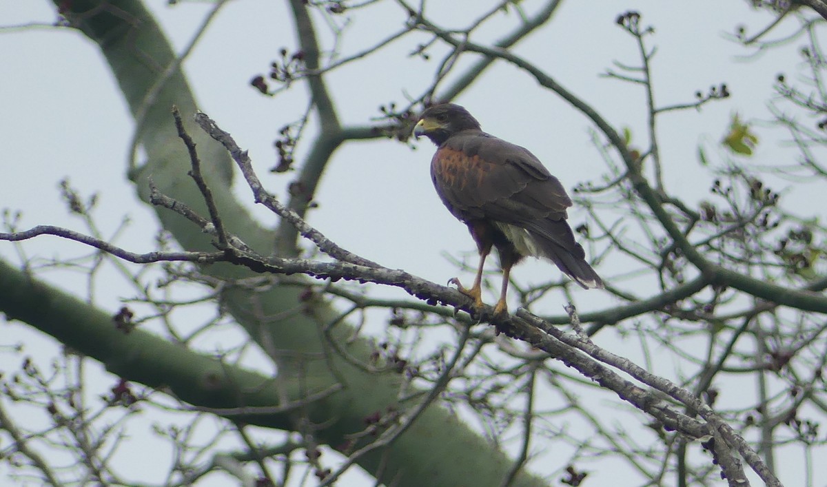 Wüstenbussard - ML619656905