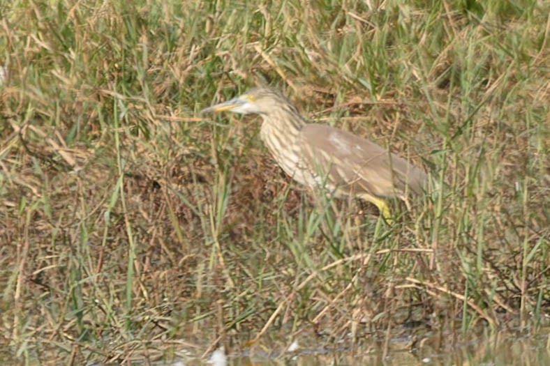 Indian Pond-Heron - Zebedee Muller