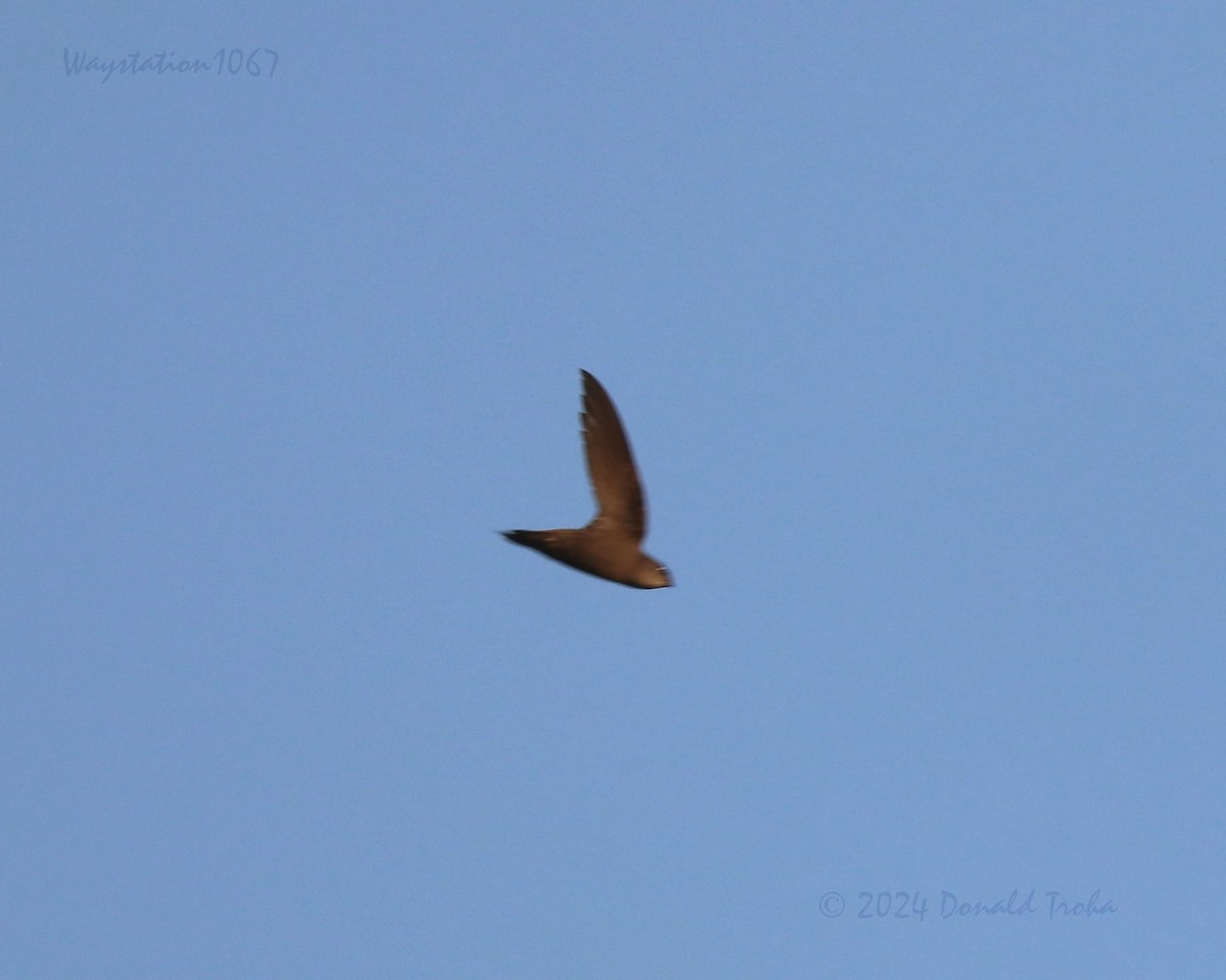 Chimney Swift - Donald Troha