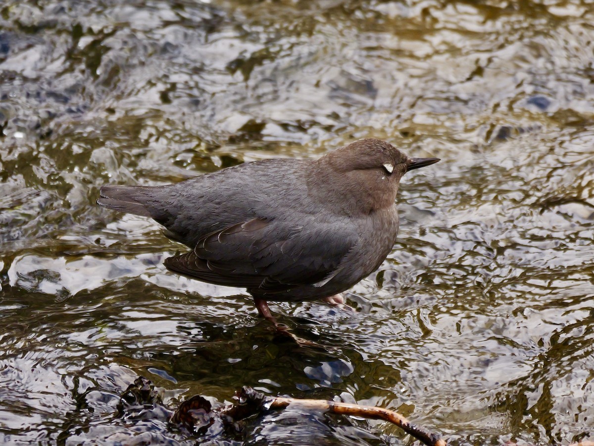 American Dipper - Brett Hartl