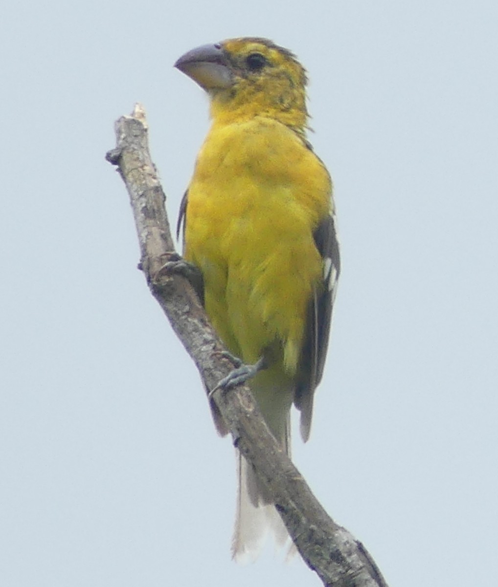 Cardinal à tête jaune - ML619656925