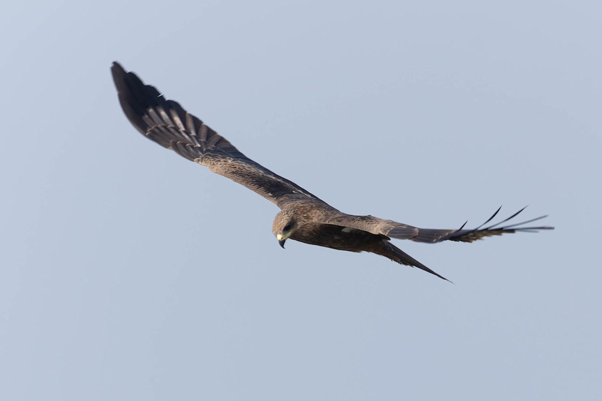 Black Kite - Zebedee Muller