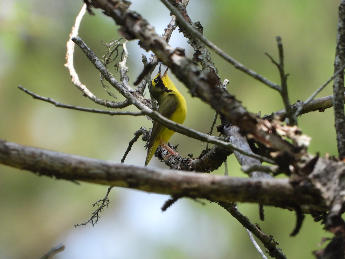 Kentucky Warbler - Becky Amedee