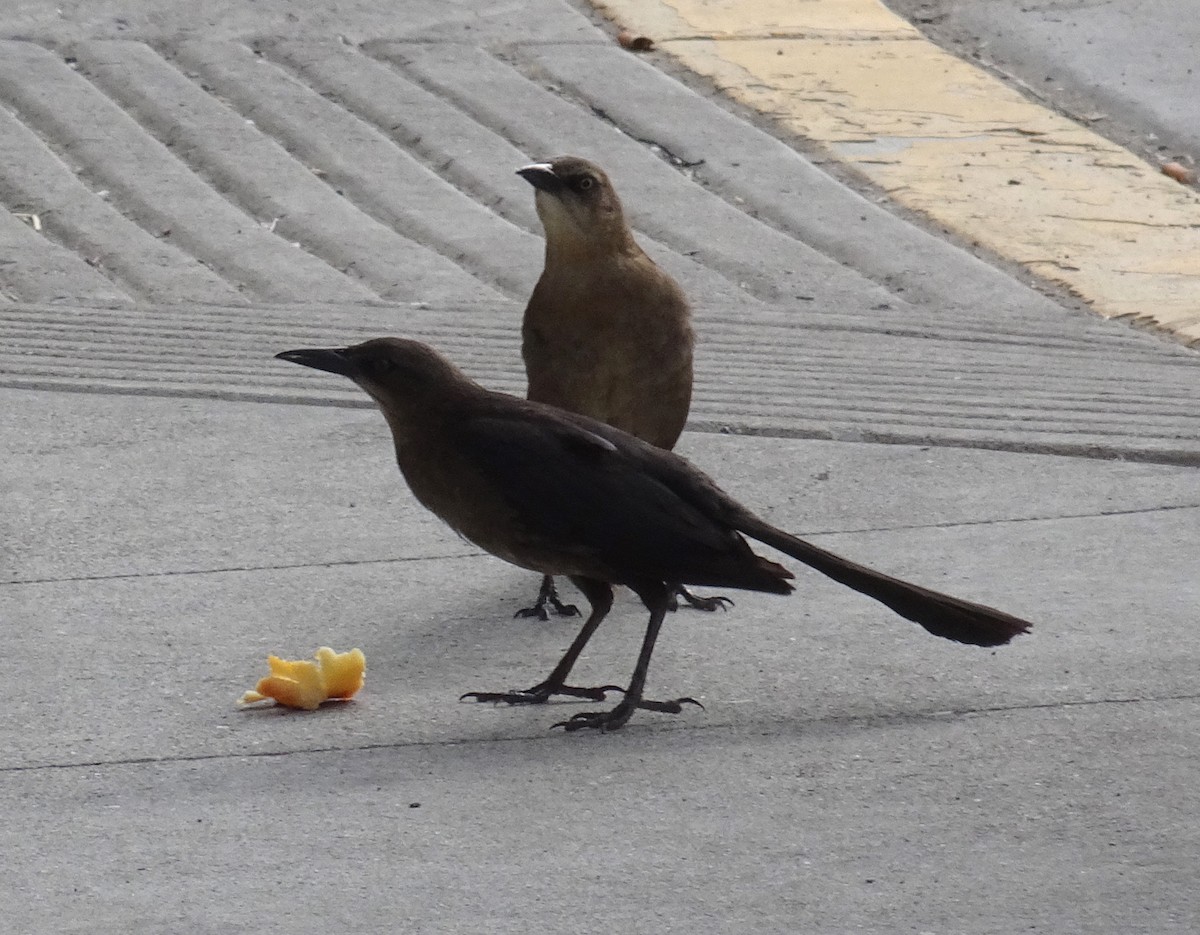 Great-tailed Grackle - ML619656929