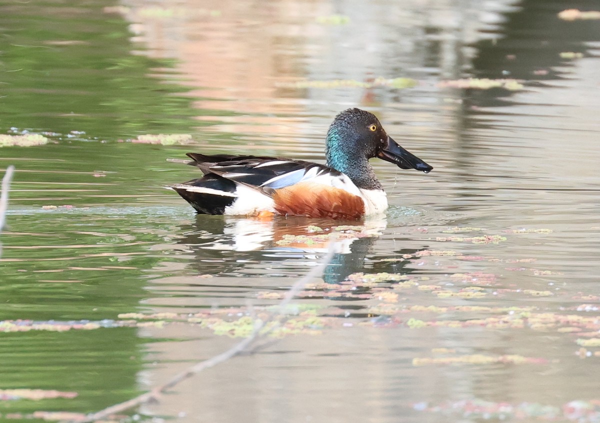 Northern Shoveler - Rachel Walsh