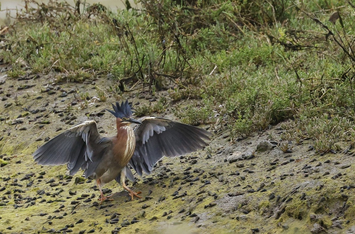 Green Heron - michael talley