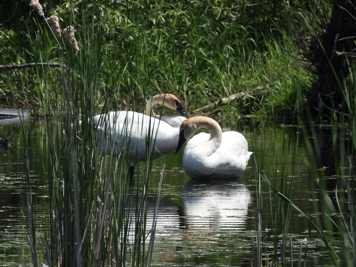 Trumpeter Swan - Anita M Granger