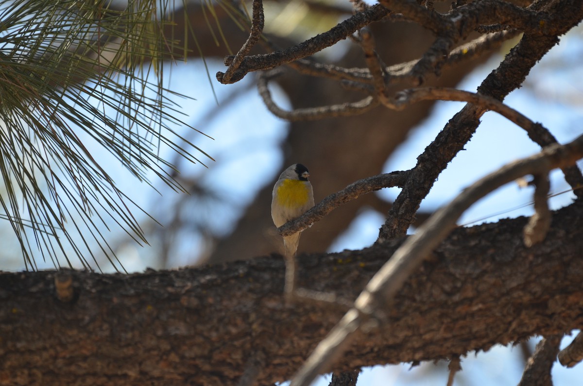 Lawrence's Goldfinch - Andy Salinas