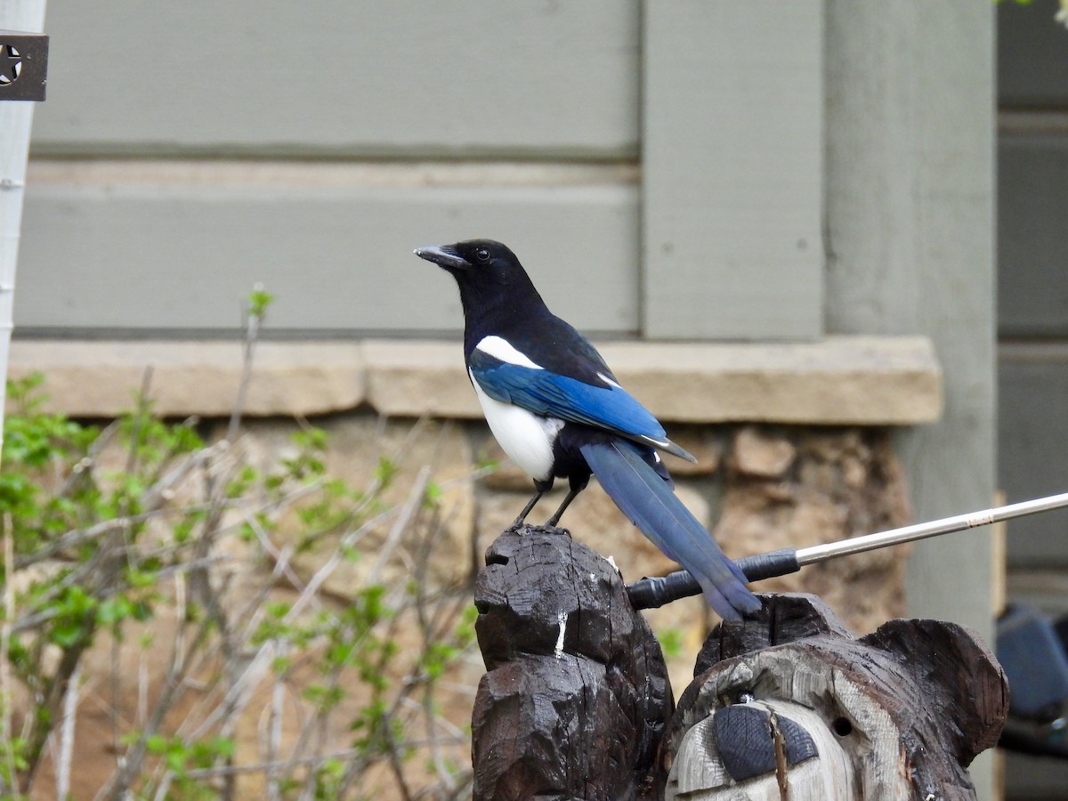 Black-billed Magpie - Susan Ringoen