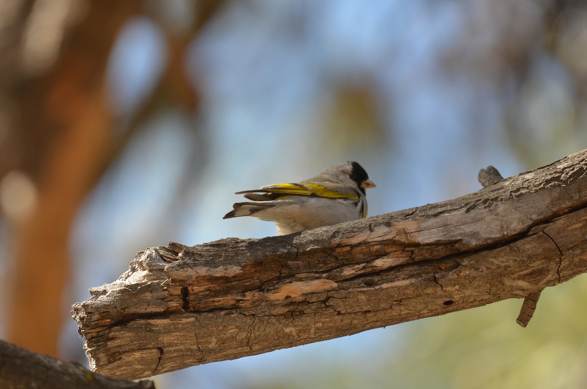 Lawrence's Goldfinch - Andy Salinas