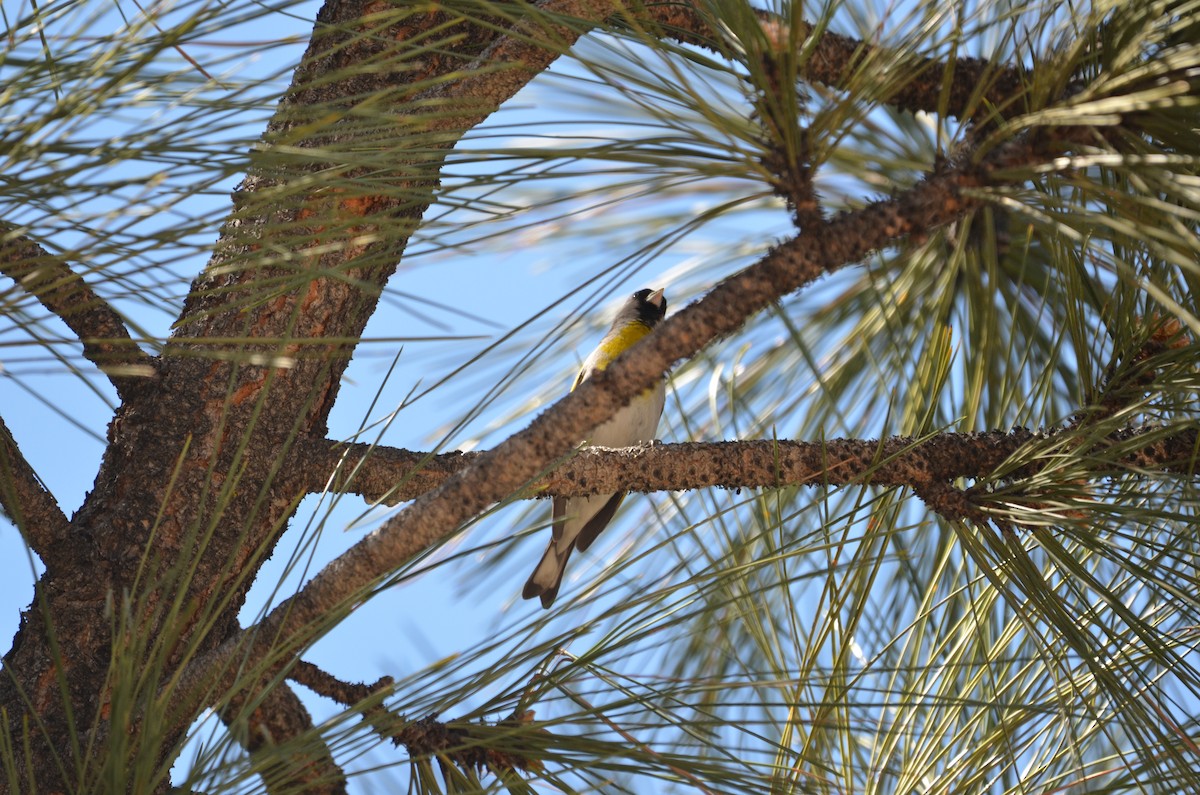 Lawrence's Goldfinch - Andy Salinas