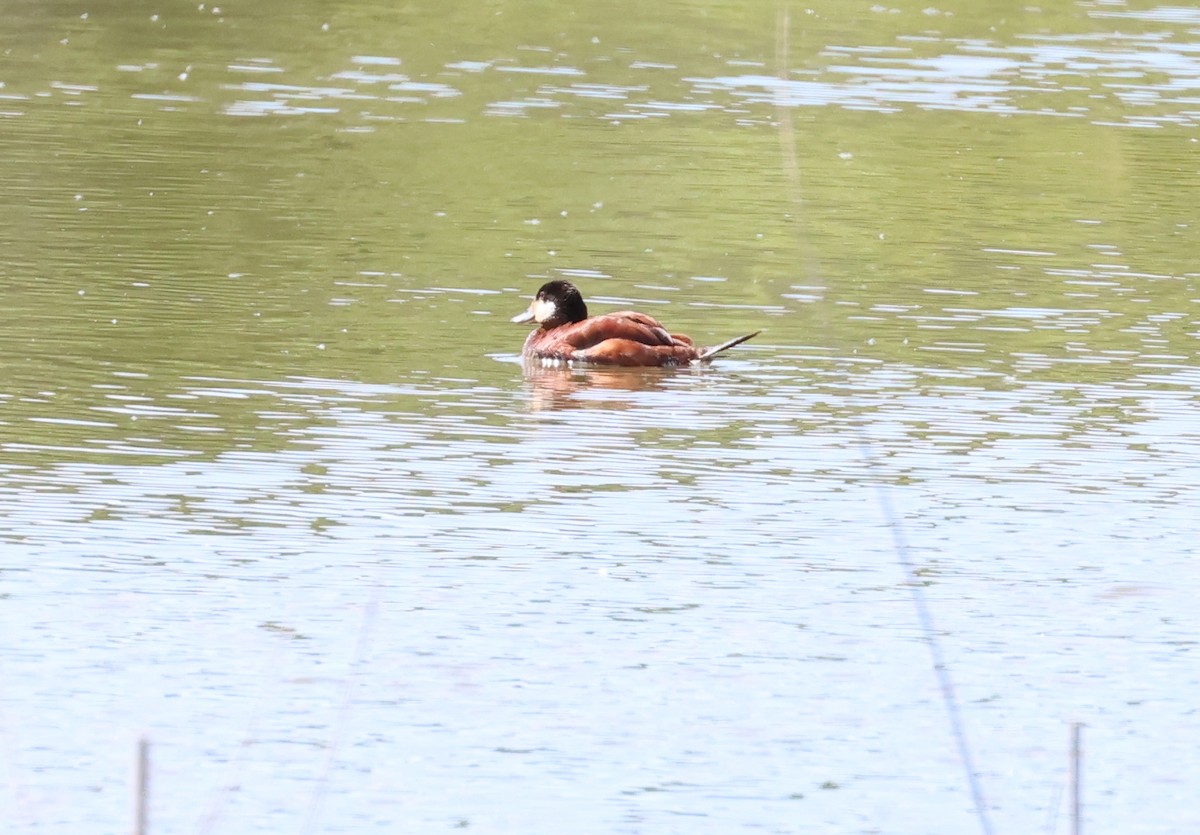 Ruddy Duck - Rachel Walsh