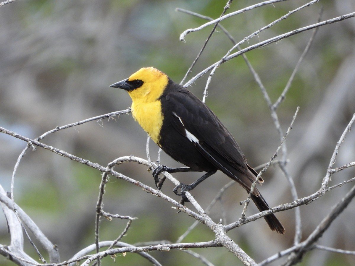 Yellow-headed Blackbird - Nick Swan