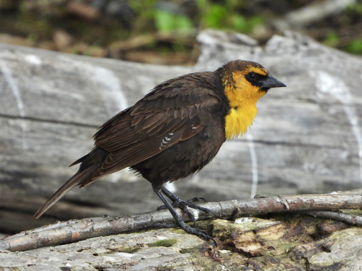 Yellow-headed Blackbird - Nick Swan
