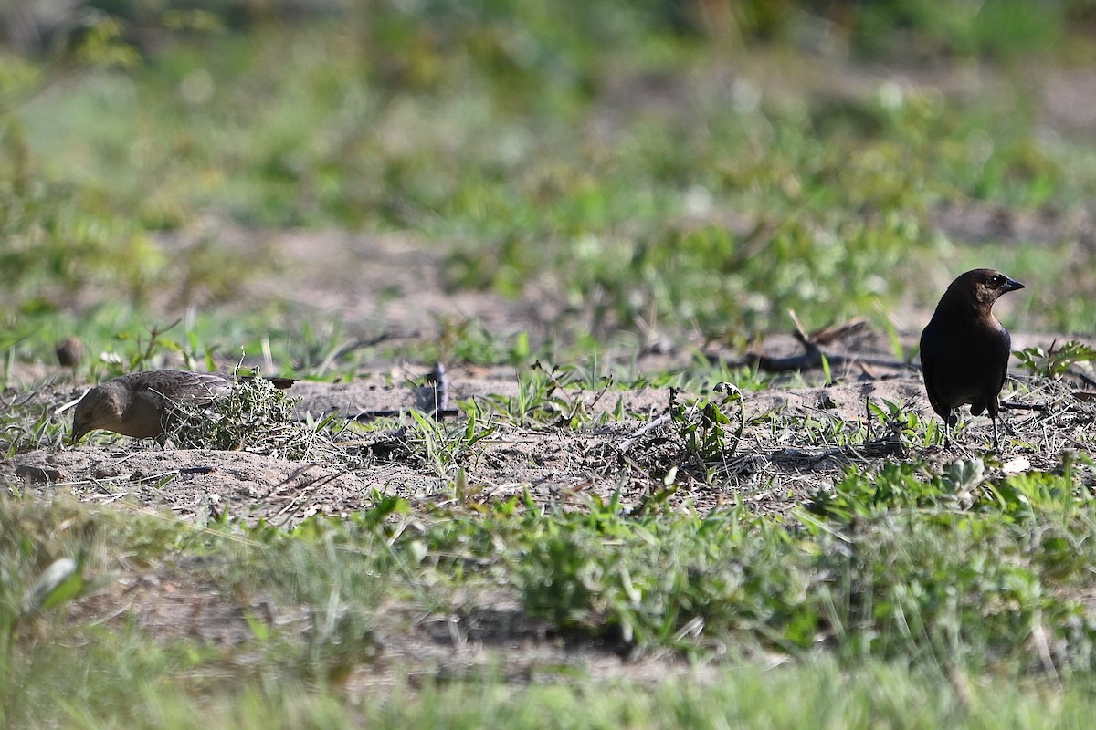 Brown-headed Cowbird - ML619656956