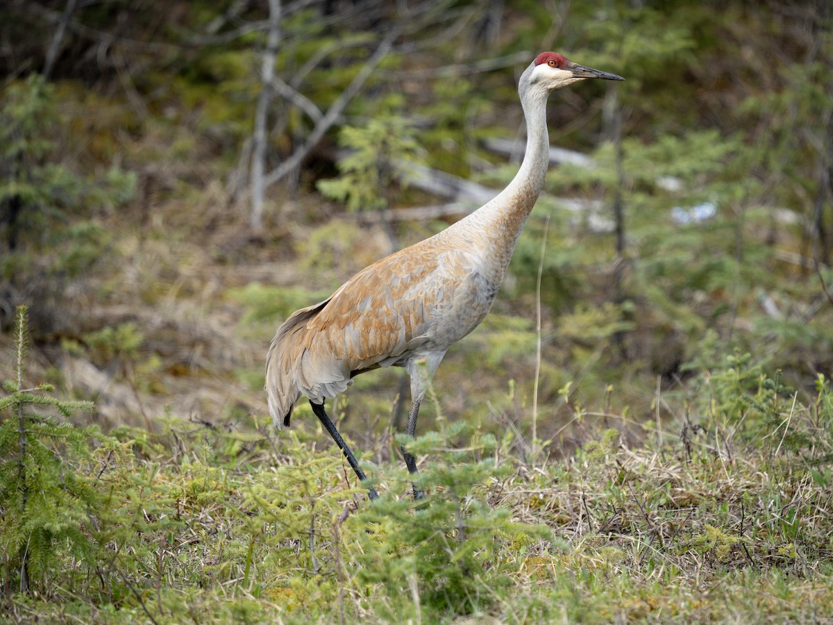 Sandhill Crane - Colin Koerselman