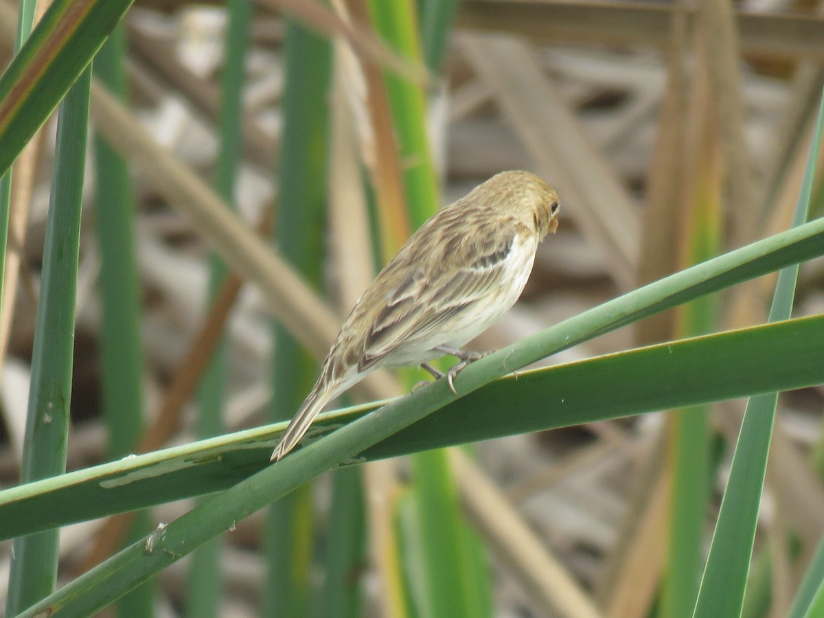 Chestnut-throated Seedeater - Ron Batie