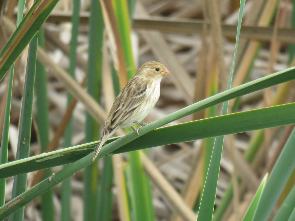 Chestnut-throated Seedeater - Ron Batie