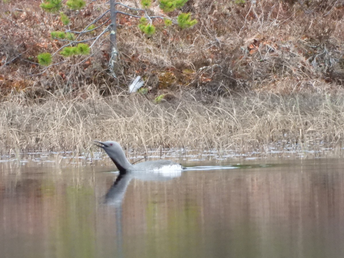 Red-throated Loon - Jon Iratzagorria Garay