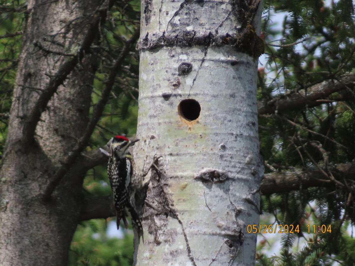 Yellow-bellied Sapsucker - gabrielle jastrebski