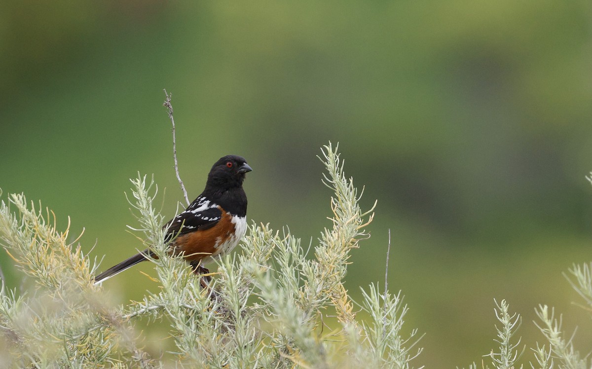 Spotted Towhee - michael talley