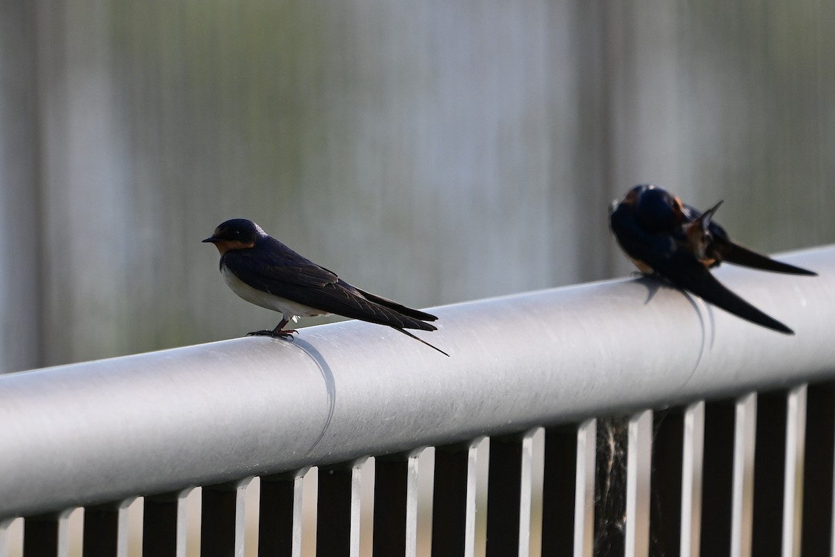 Barn Swallow - ML619656996