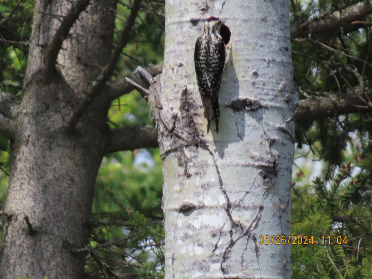 Yellow-bellied Sapsucker - gabrielle jastrebski