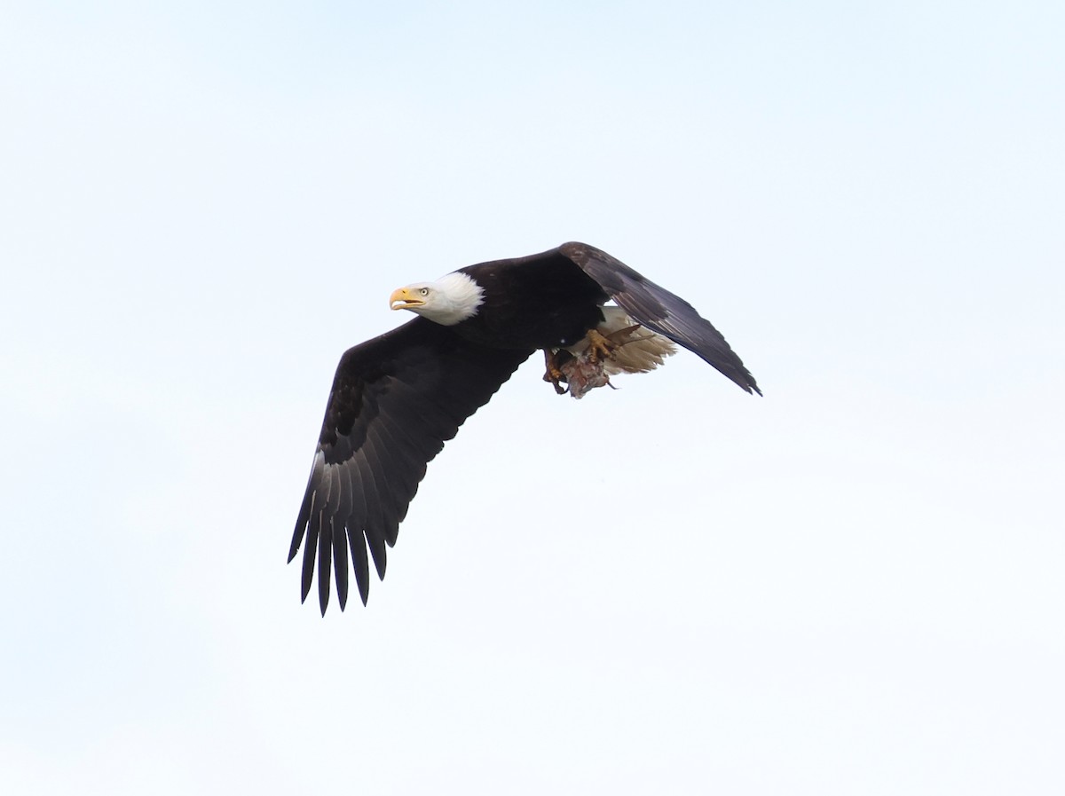 Bald Eagle - Rachel Walsh