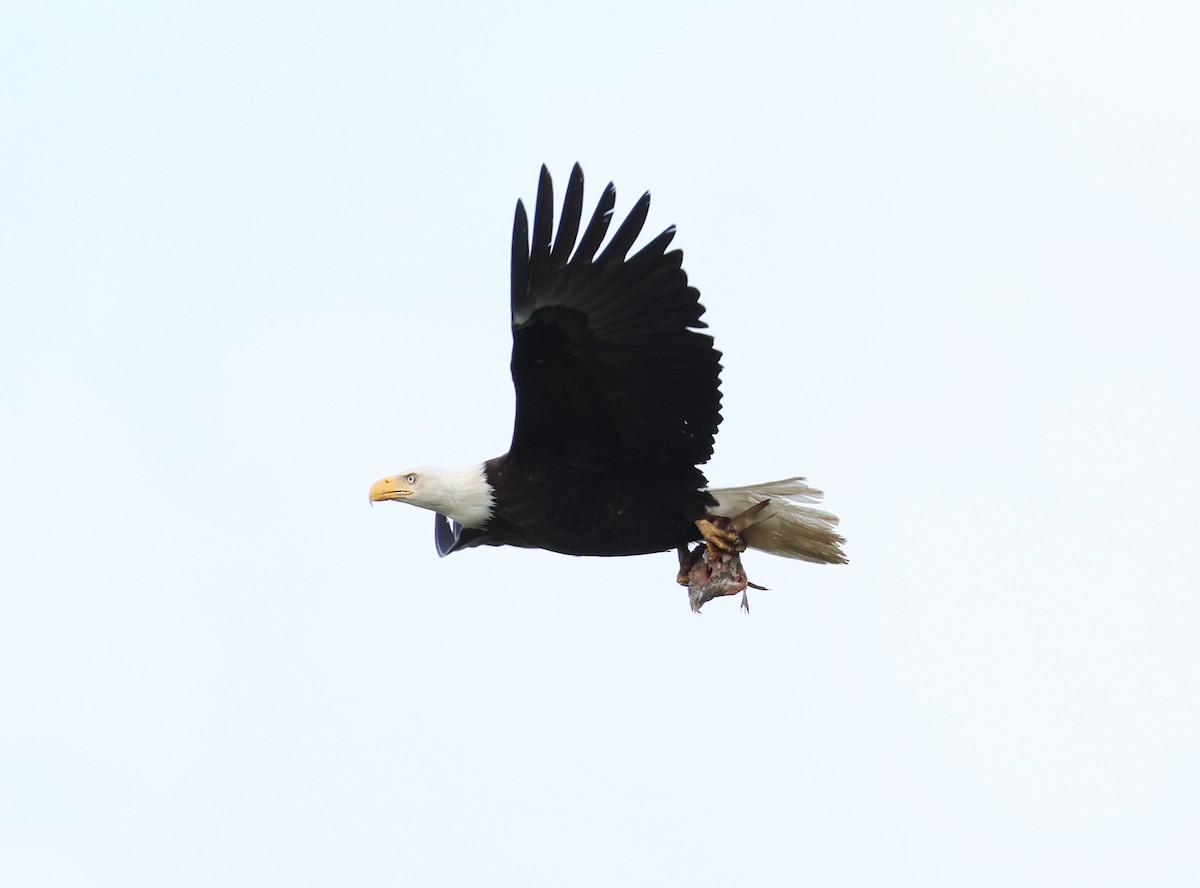 Bald Eagle - Rachel Walsh