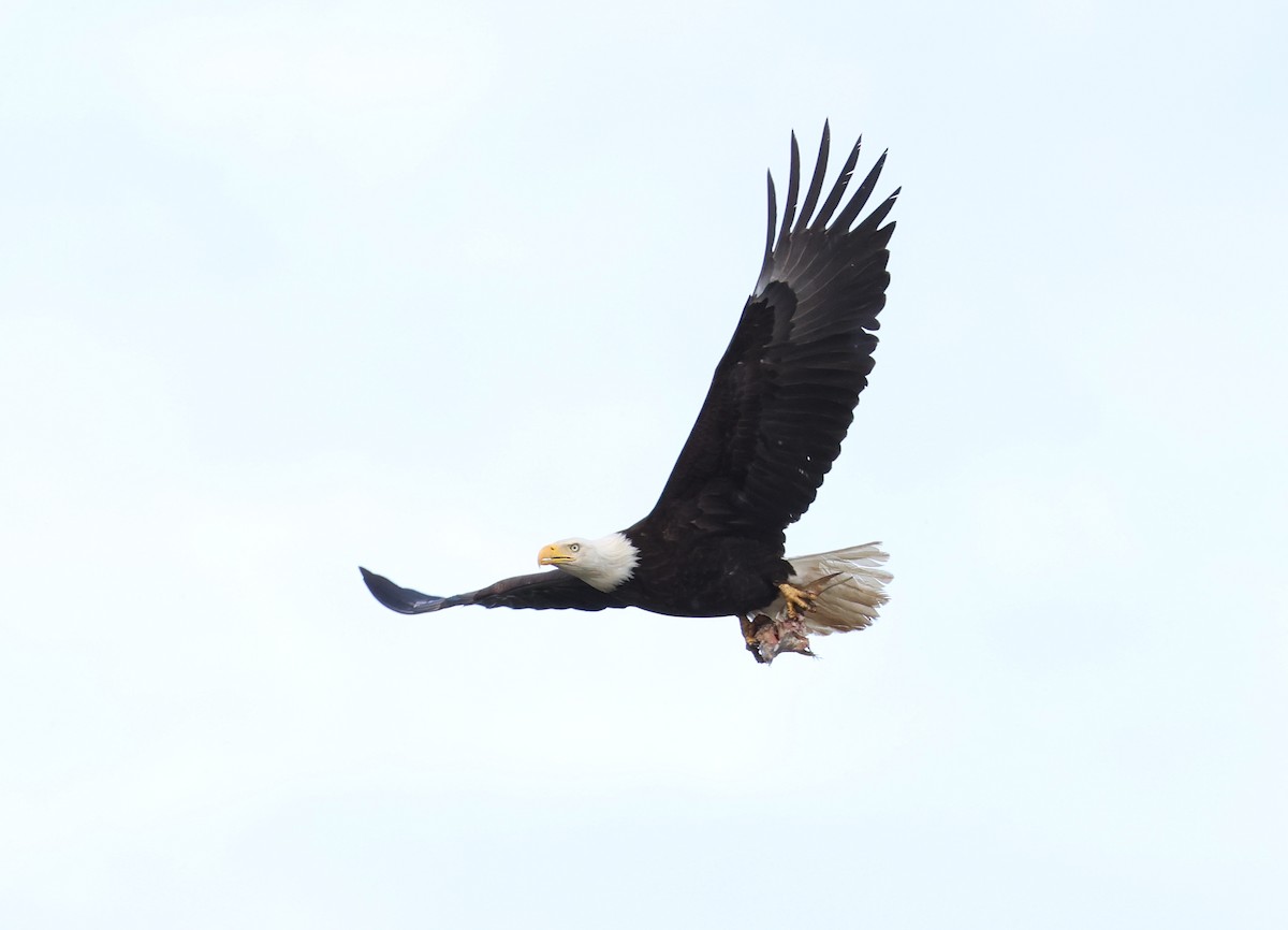 Bald Eagle - ML619657017