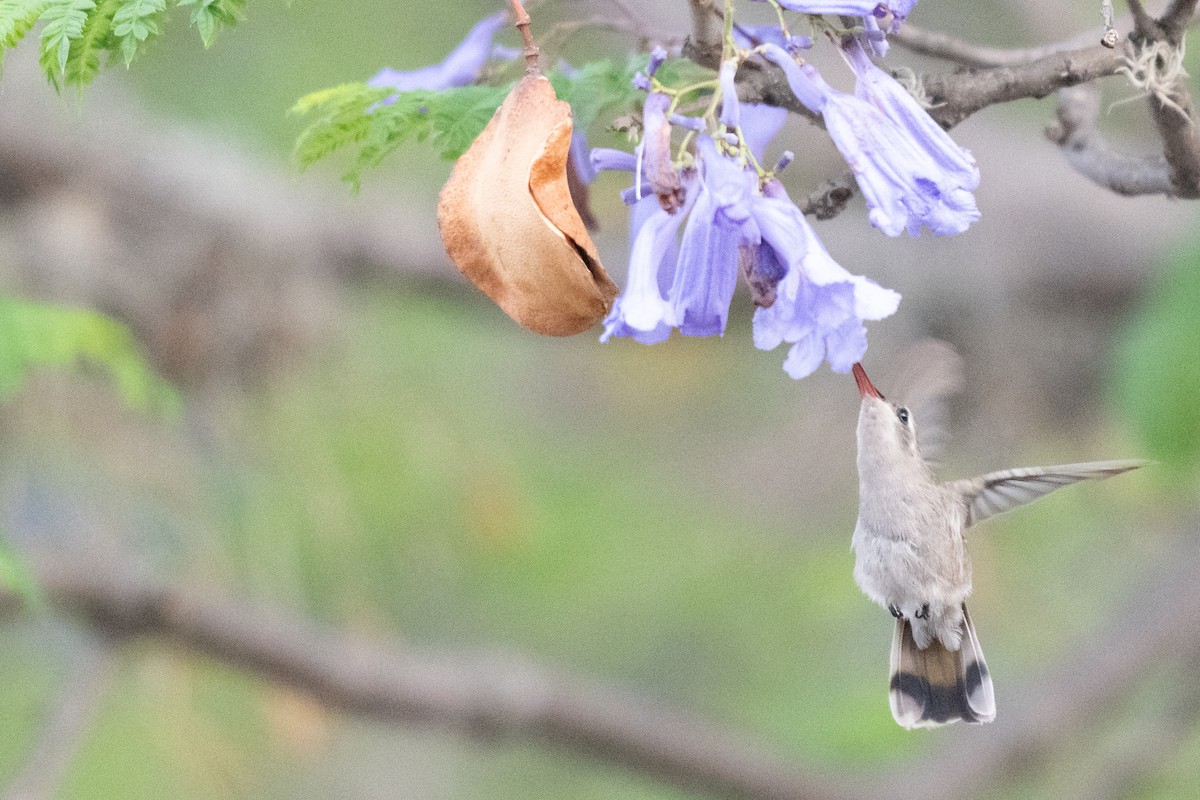 kolibřík temnobřichý - ML619657022
