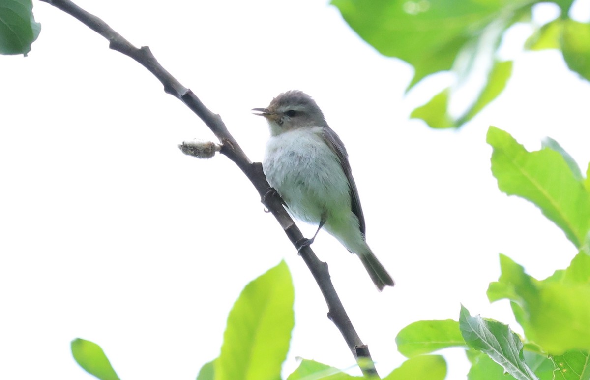 Warbling Vireo - Rachel Walsh