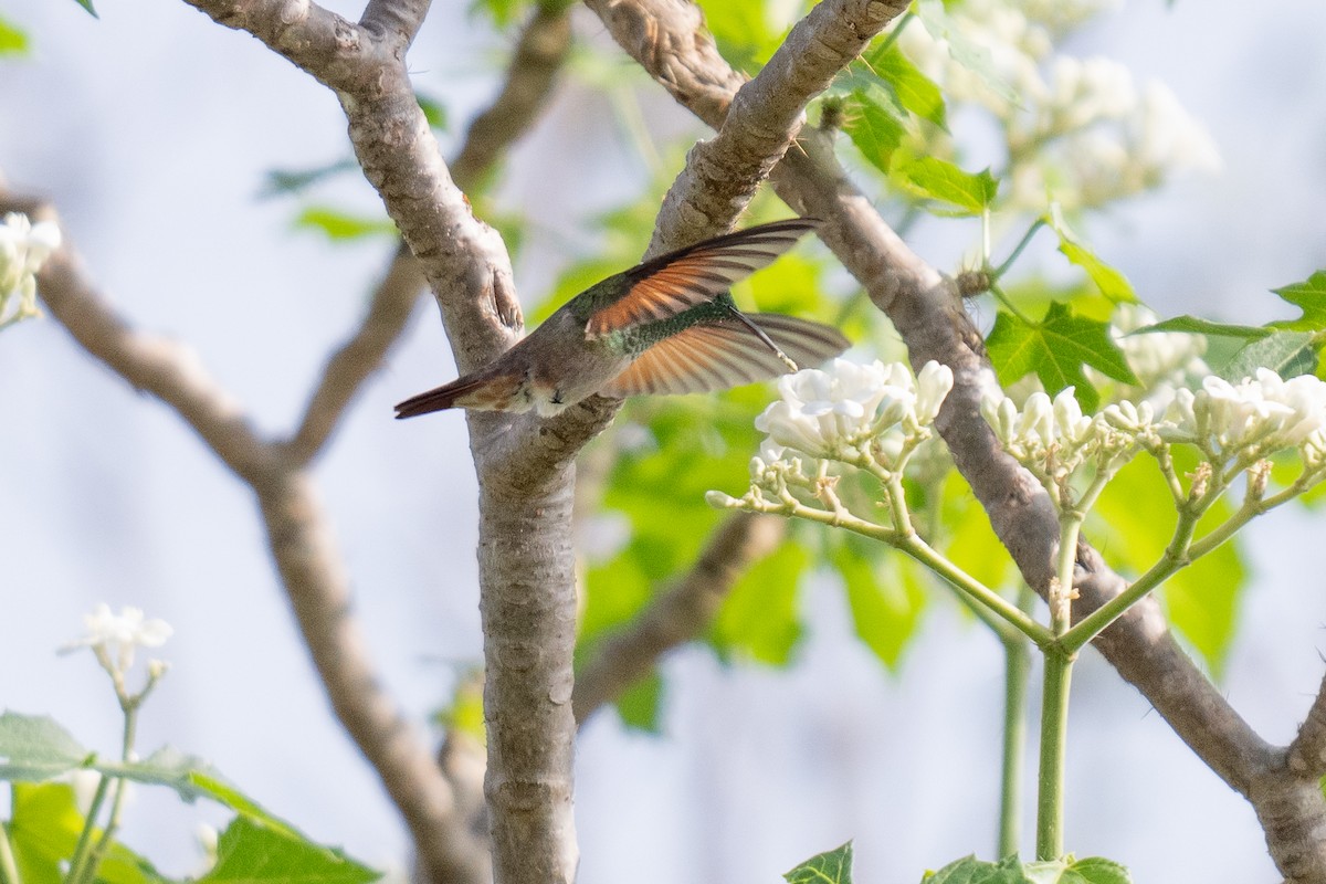 Berylline Hummingbird - David Lauter