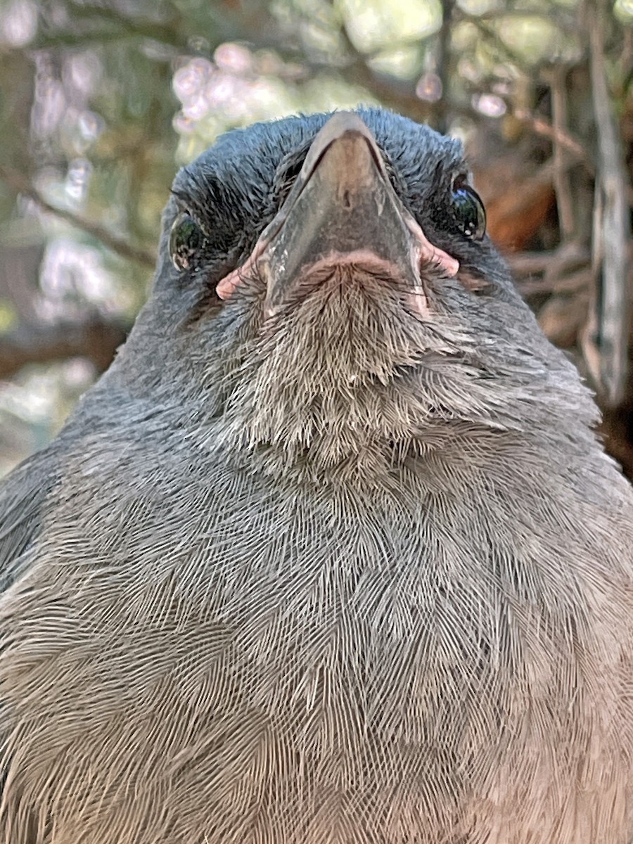 Mexican Jay - Diane Drobka