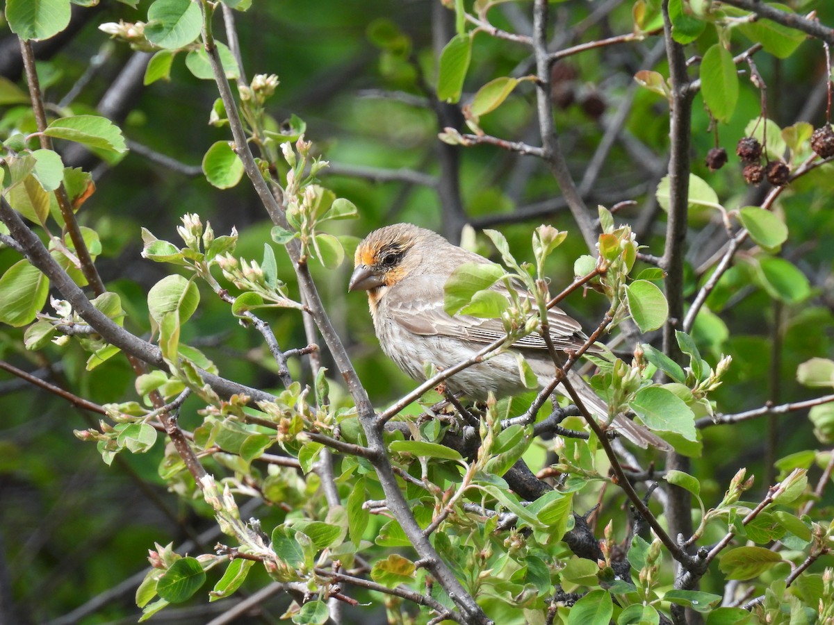 House Finch - Susan Ringoen