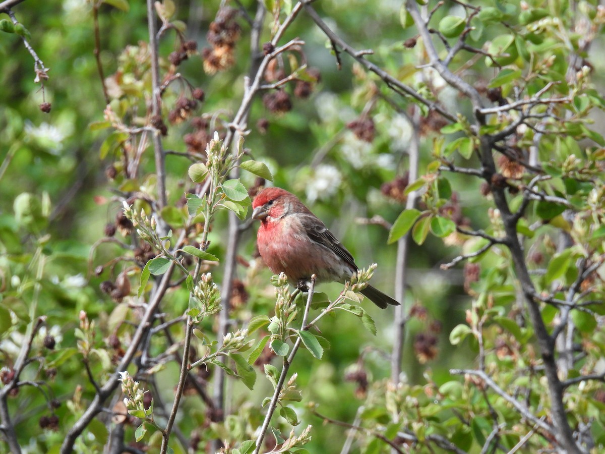 House Finch - Susan Ringoen