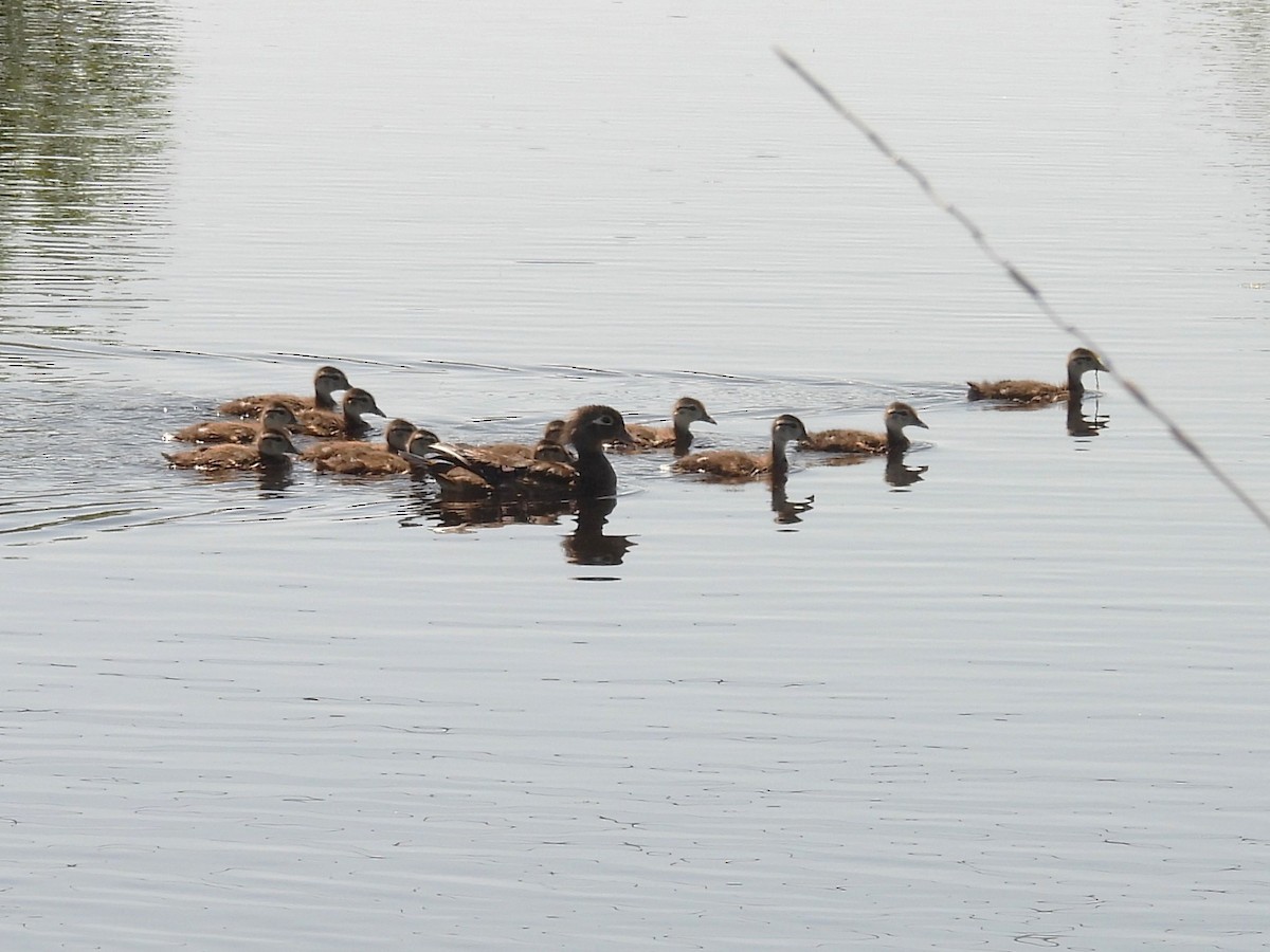 Wood Duck - ML619657048