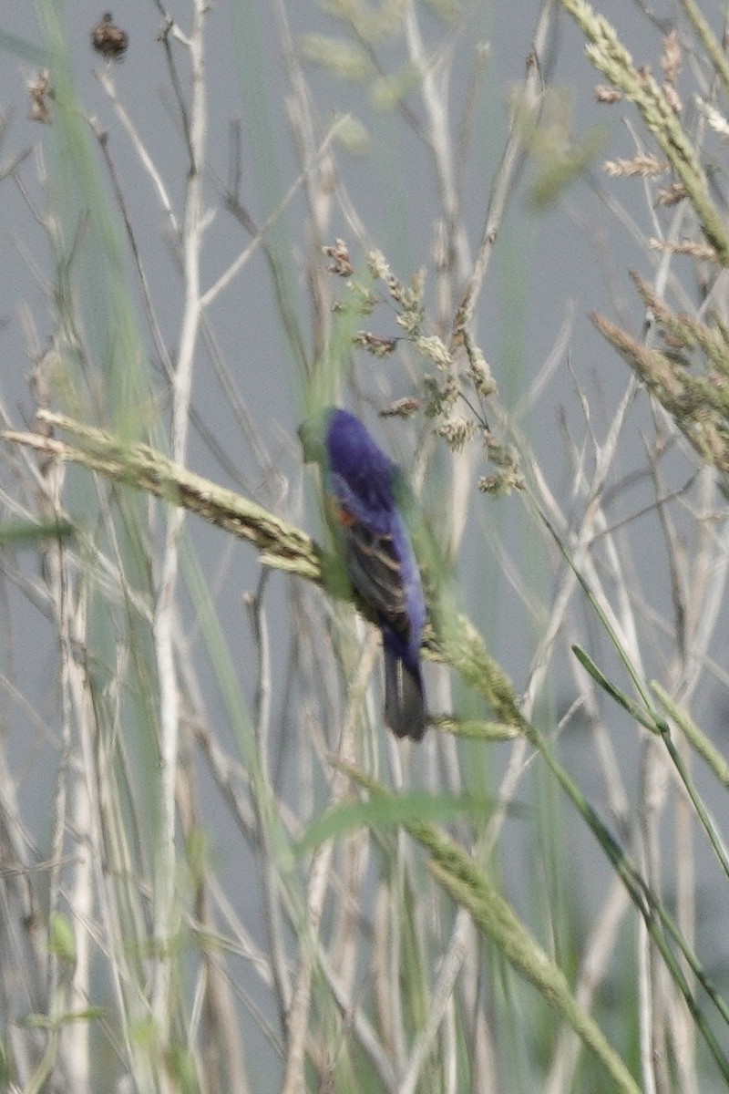 Blue Grosbeak - Yi-Ying Lee