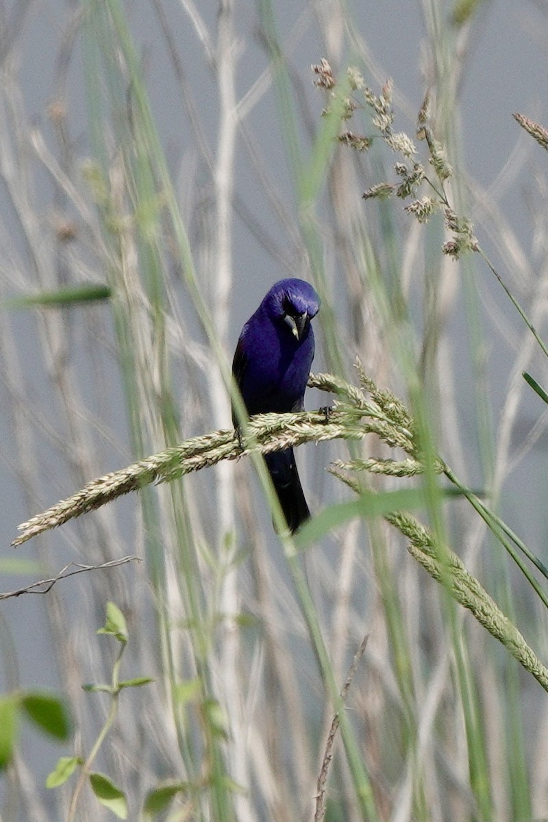 Blue Grosbeak - Yi-Ying Lee