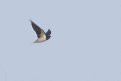 Barn Swallow - Zebedee Muller