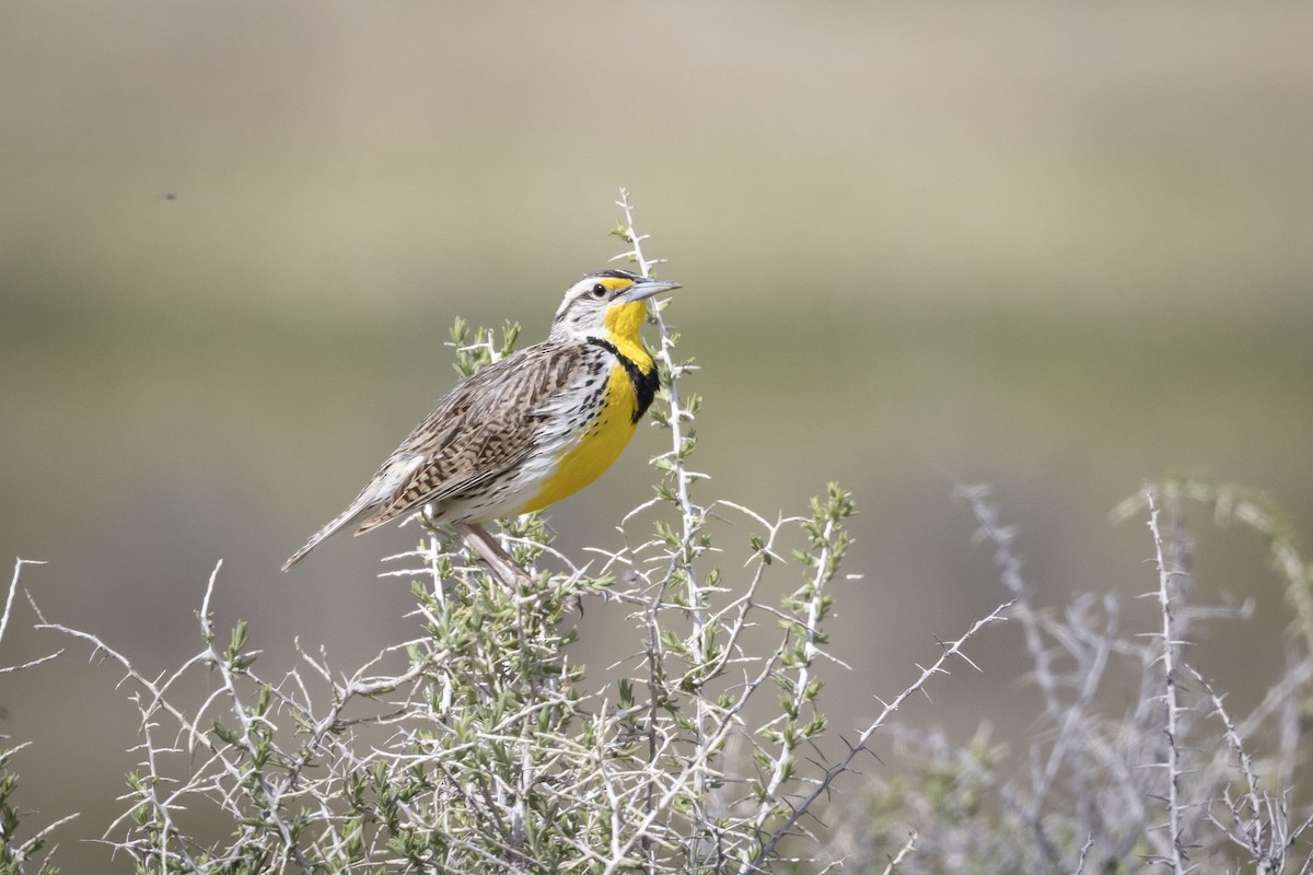 Western Meadowlark - Mouser Williams