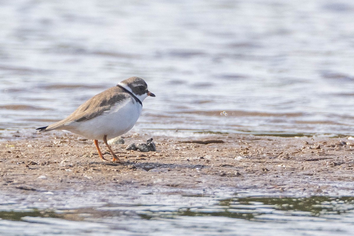 Semipalmated Plover - County Lister Brendan